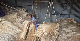 ভরা মৌসুমে লাভ না পেয়ে হতাশ ফরিদপুরের পাট চাষি